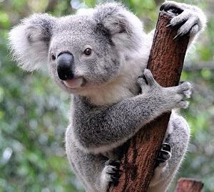 gấu koala