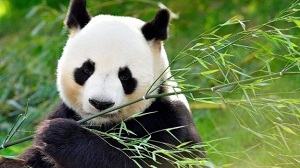 con gấu trúc